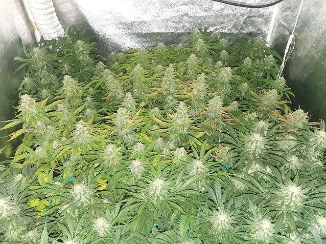 Growreport Bild 4