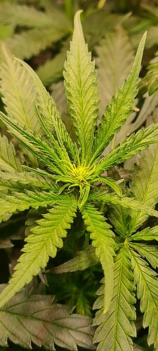 Growreport Bild 2