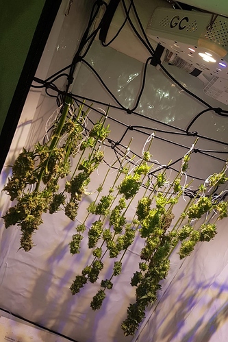 Growreport Bild 1