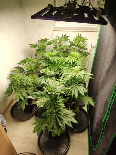 Growreport Bild 20