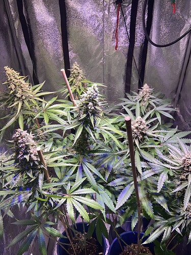 Growreport Bild 18