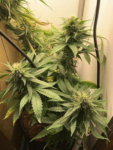 Growreport Bild 2