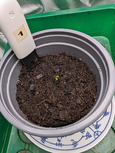 Growreport Bild 36