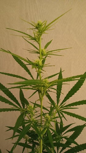Growreport Bild 24