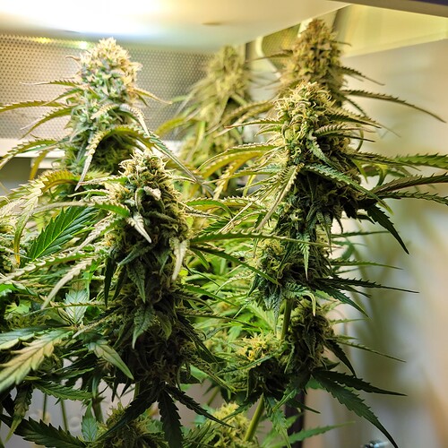Growreport Bild 2