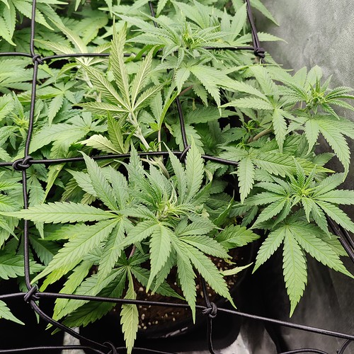 Growreport Bild 4