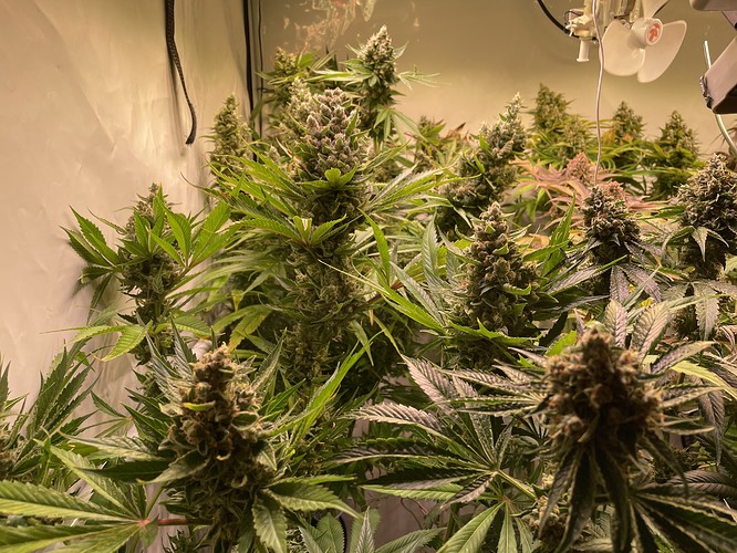 Growreport Bild 7