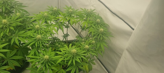 Growreport Bild 13