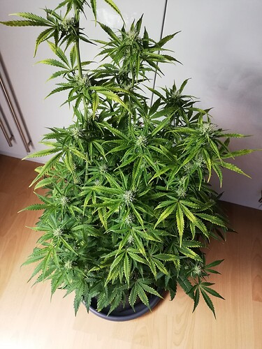 Growreport Bild 15
