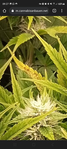 Screenshot_20220310-092744_Chrome