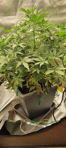 Growreport Bild 3