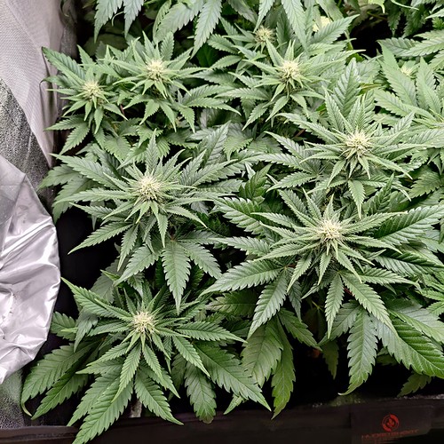 Growreport Bild 3