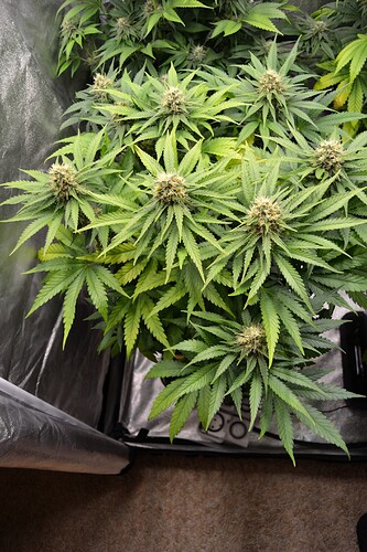 Growreport Bild 14