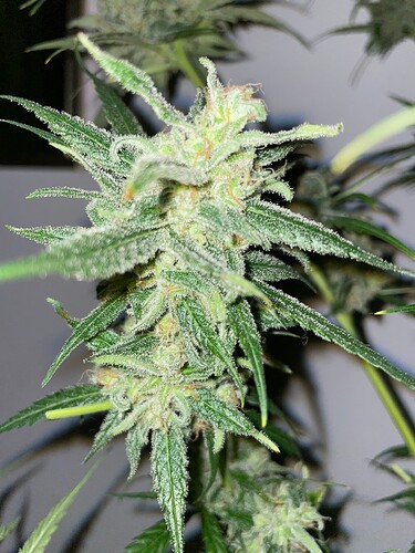 Growreport Bild 25