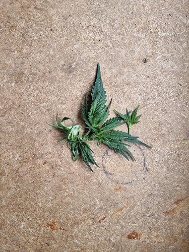 Growreport Bild 37
