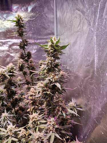 Growreport Bild 54
