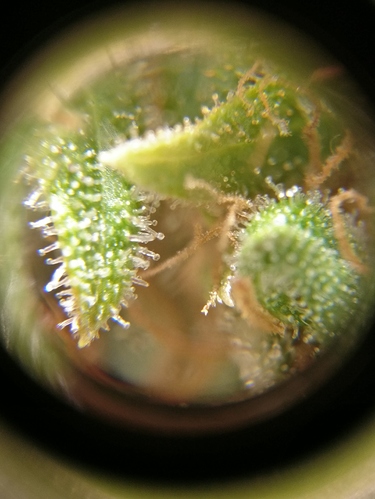 Growreport Bild 3