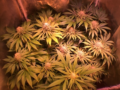 Growreport Bild 27