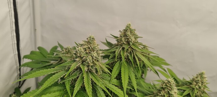 Growreport Bild 6