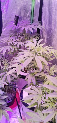 Growreport Bild 10