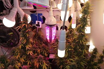 Growreport Bild 8