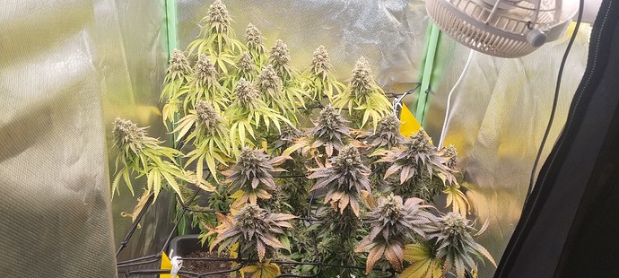 Growreport Bild 5
