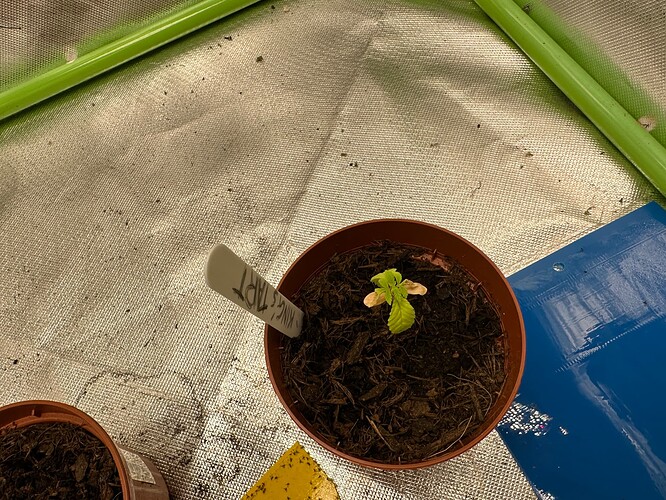 Growreport Bild 8