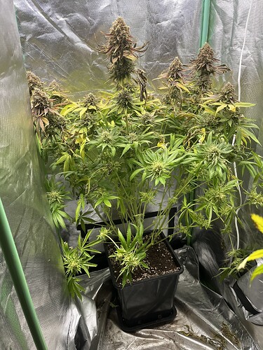 Growreport Bild 5