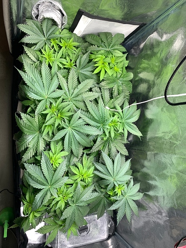 Growreport Bild 29