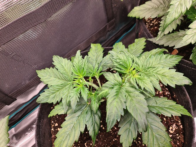 Growreport Bild 2