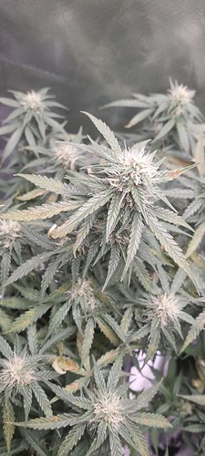 Growreport Bild 14