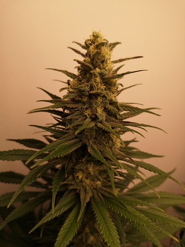 Growreport Bild 2