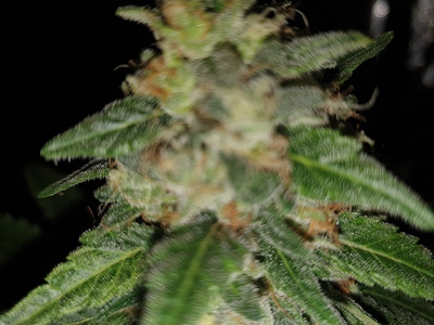 Growreport Bild 5