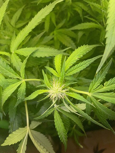 Growreport Bild 6