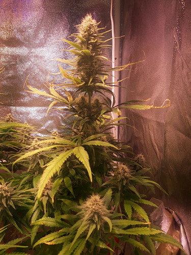 Growreport Bild 3