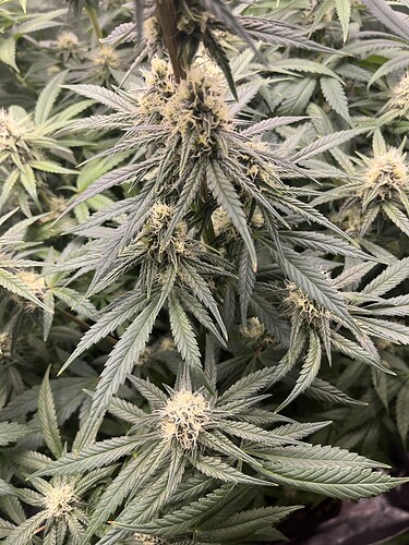 Growreport Bild 7
