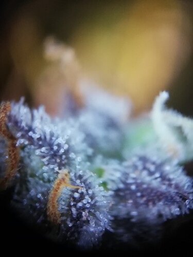 GG#3_240112-8