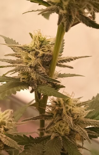 Growreport Bild 20
