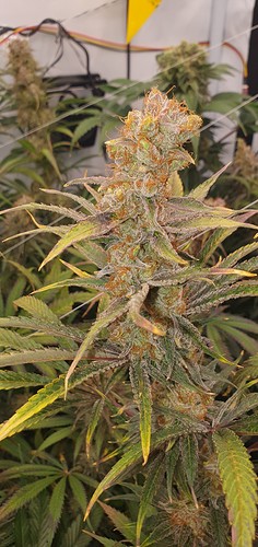 Growreport Bild 28