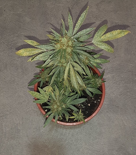 Growreport Bild 2