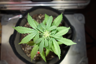 Eine junge Cannabispflanze in einem Stofftopf, die sich im Wuchs befindet und erste Anzeichen von Blütenbildung zeigt.