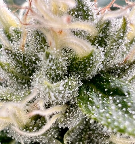 Growreport Bild 15