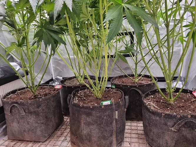 Growreport Bild 34