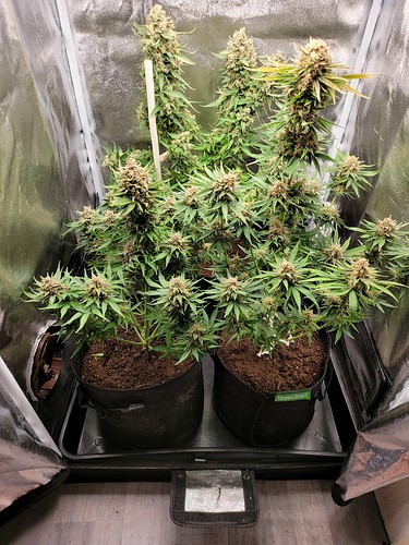 Growreport Bild 7