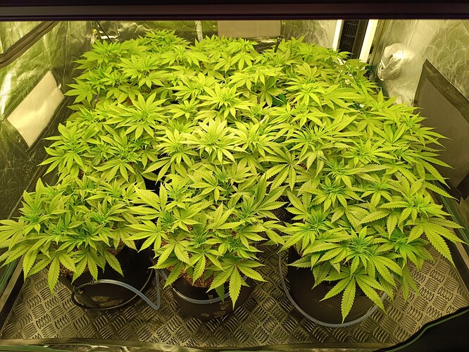 Growreport Bild 1