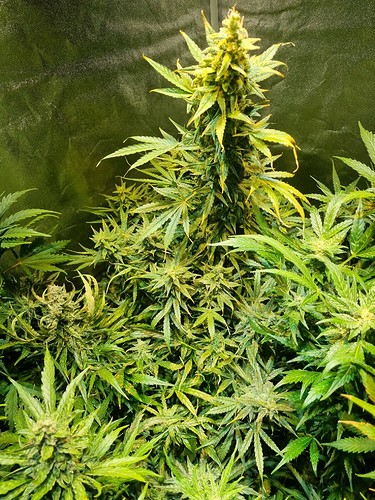 Growreport Bild 5