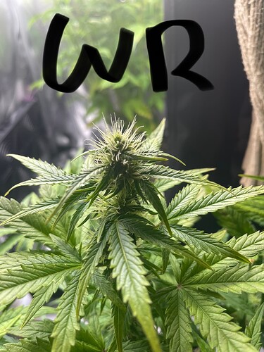 Growreport Bild 6