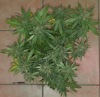 Growreport Bild 2