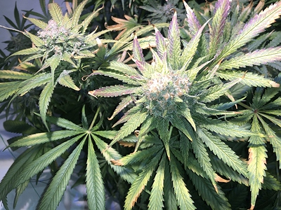 Growreport Bild 5