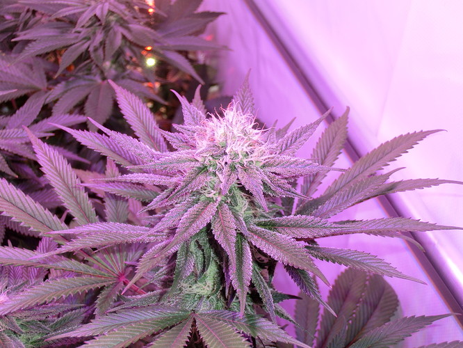 Growreport Bild 7
